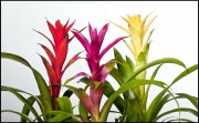 bloemen en planten vvbvanbree     1143